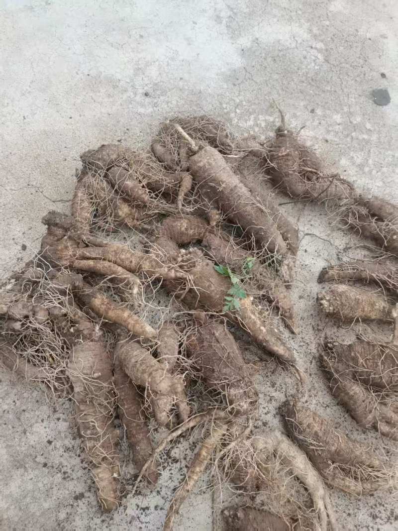 吉林沙参