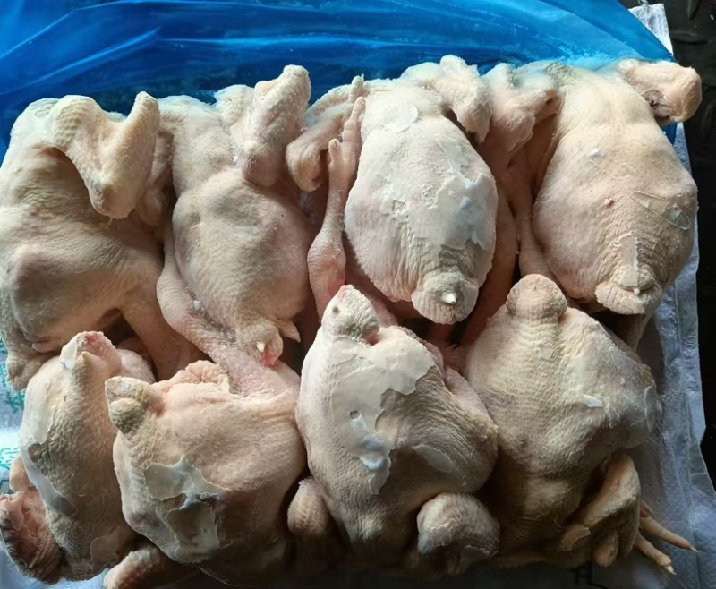 一级三黄鸡