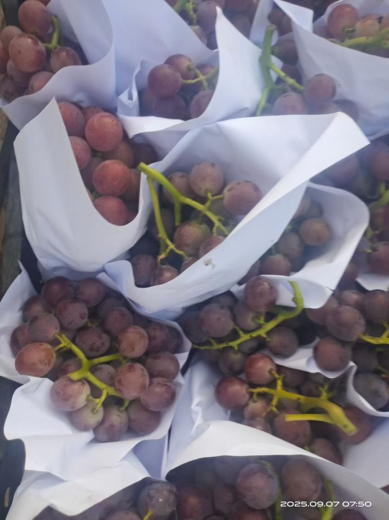 精品巨峰二茬
