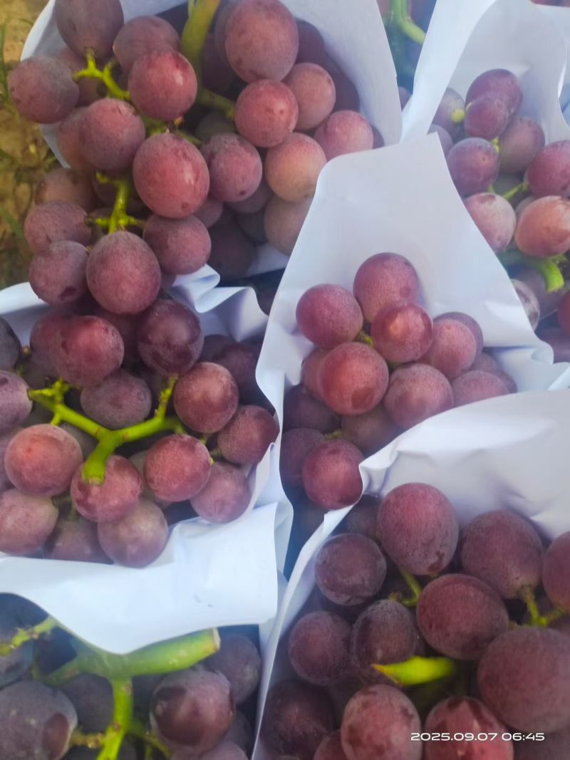 精品巨峰二茬