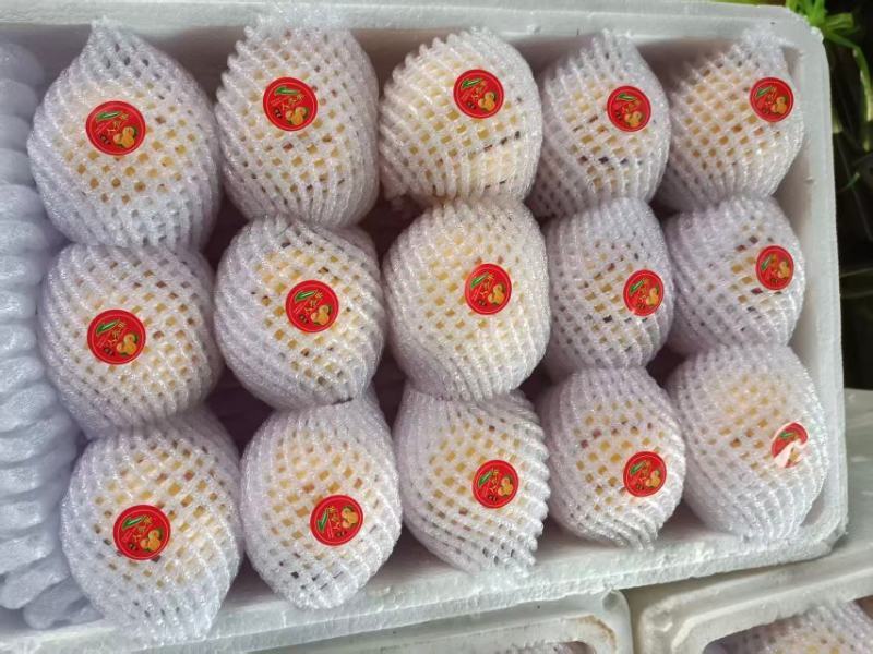 人参果大量上市，产地直发，品质保证，服务周到诚信经营