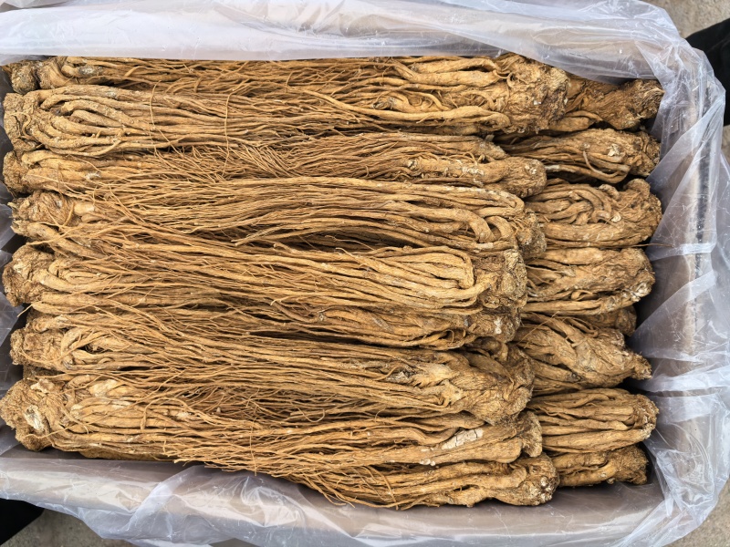 甘肃岷县有硫水洗黄当归品质保证服务周到产地直发