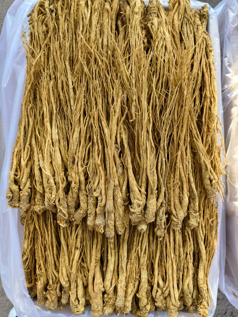 甘肃岷县有硫水洗黄当归品质保证服务周到产地直发