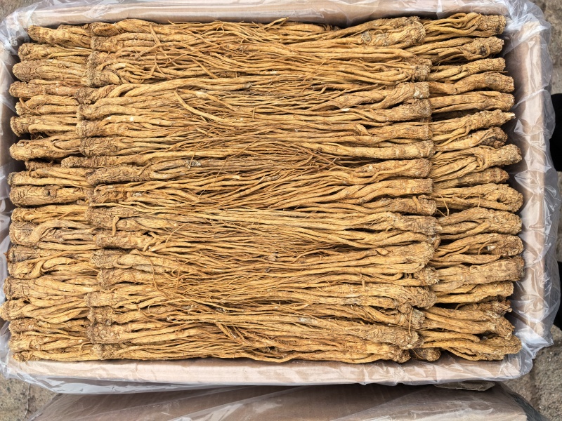 甘肃岷县有硫水洗黄当归品质保证服务周到产地直发