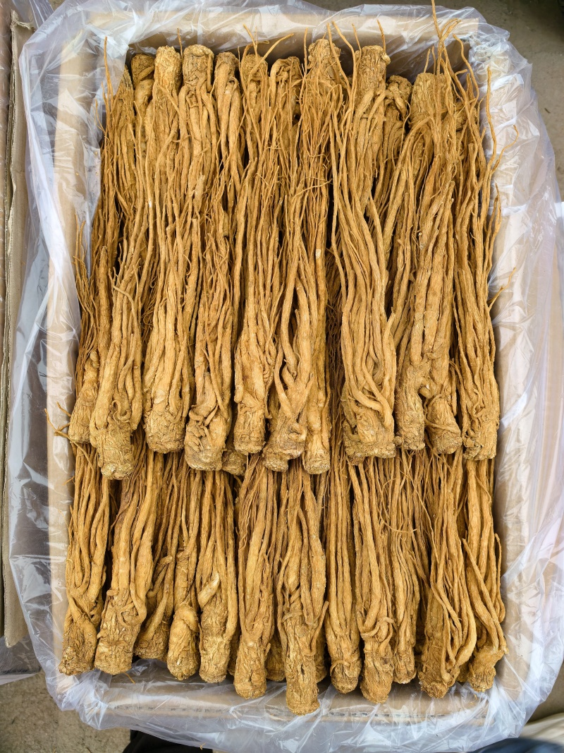 甘肃岷县有硫水洗黄当归品质保证服务周到产地直发