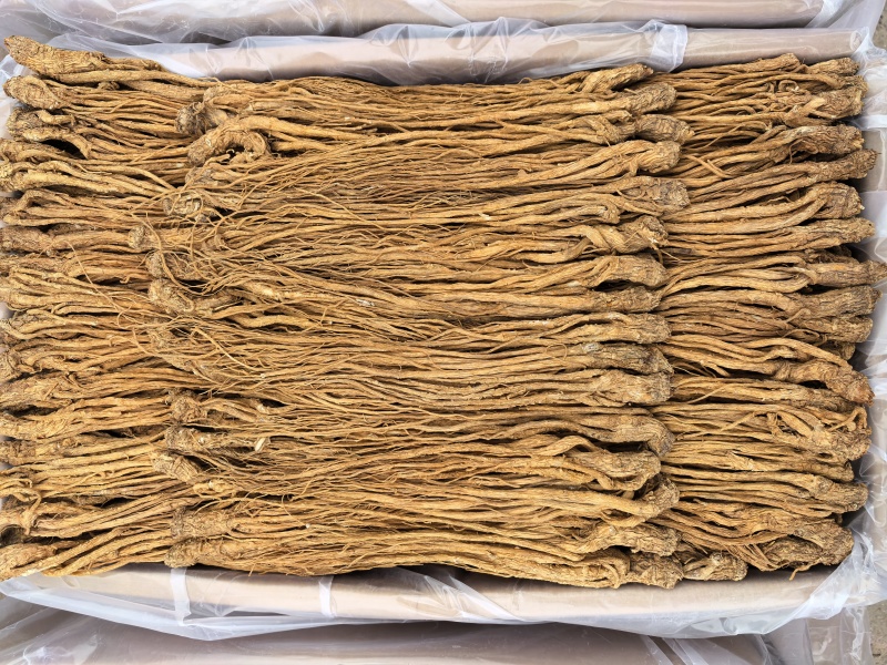 甘肃岷县有硫水洗黄当归品质保证服务周到产地直发