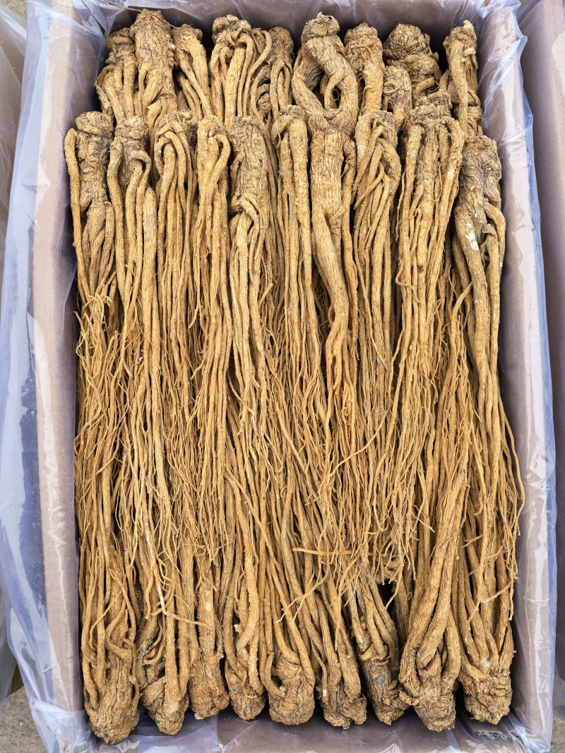 甘肃岷县有硫水洗黄当归品质保证服务周到产地直发