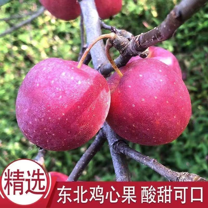 包邮【东北特产】正宗鸡心果锦绣海棠果现摘农家当季鸡心果