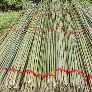 毛竹菜架旗杆竹，根根精品