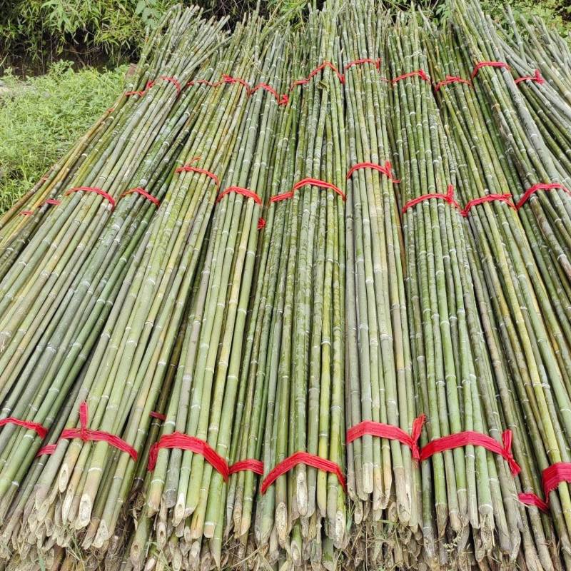 毛竹菜架旗杆竹，根根精品