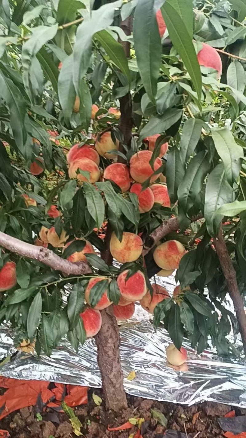 精品晚西妃毛桃大量上市货源充足，欢迎老板电话联系合作共赢