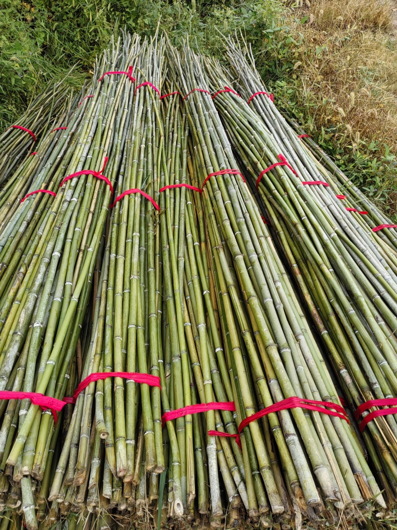 毛竹菜架旗杆竹，根根精品