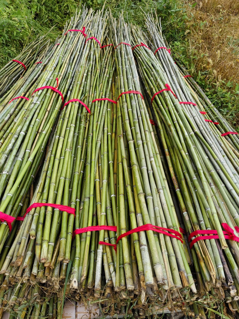 毛竹菜架旗杆竹，根根精品
