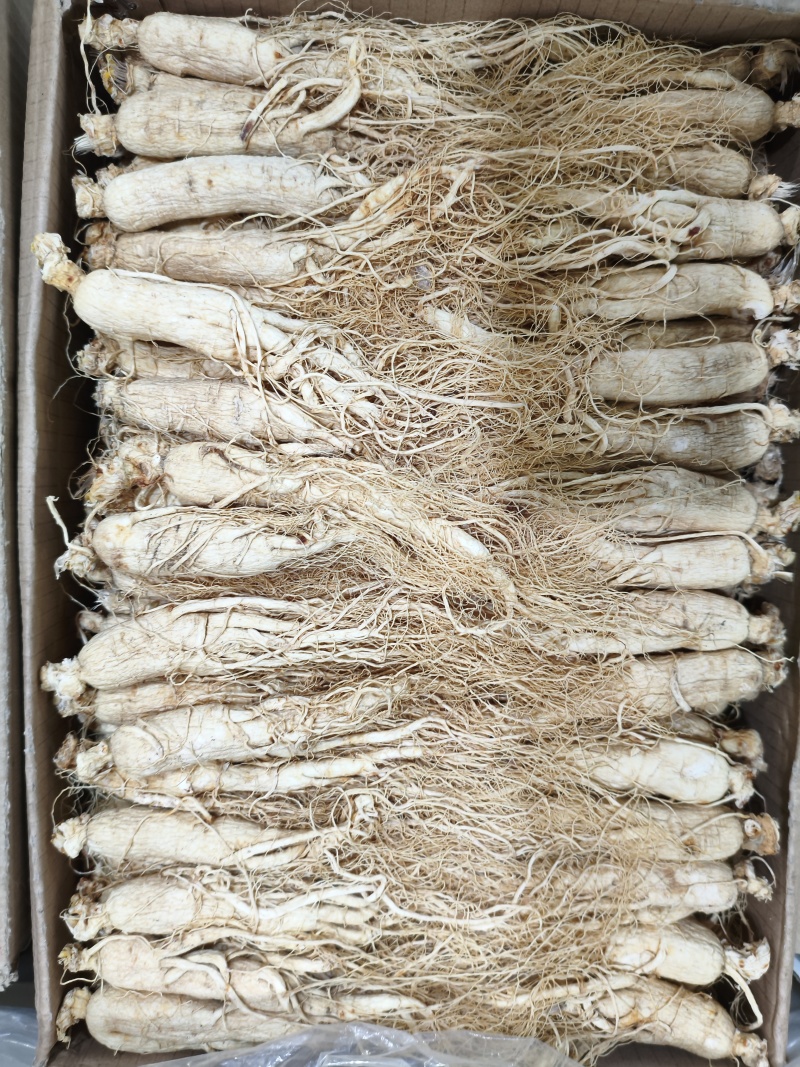 人参