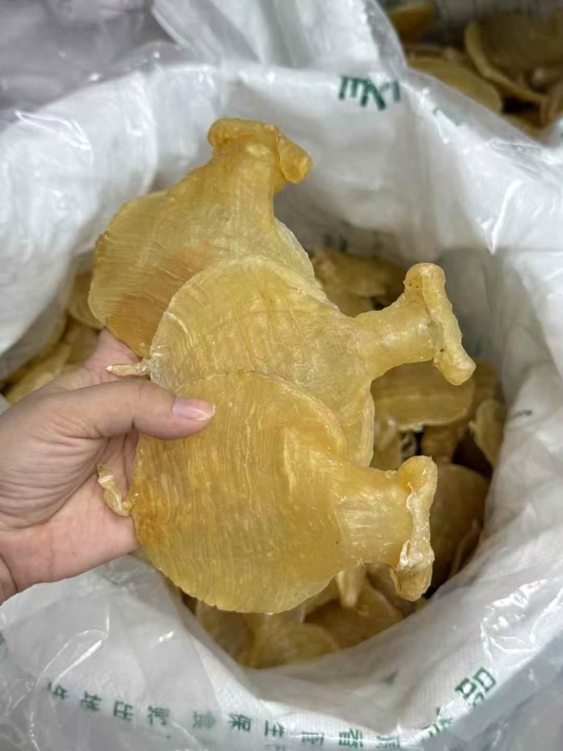 石肚型白鳘赤嘴花胶深海鱼胶孕妇滋补品月子胶干货