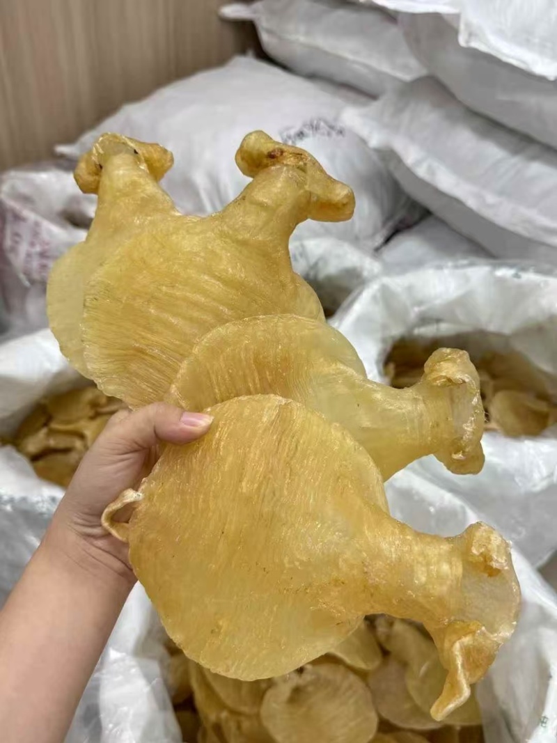 石肚型白鳘赤嘴花胶深海鱼胶孕妇滋补品月子胶干货