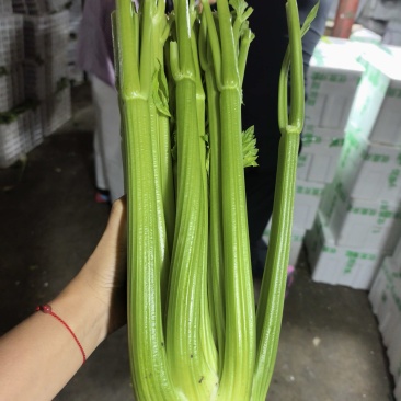 西芹