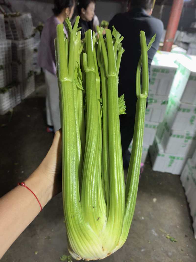 西芹
