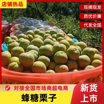 四川蜂糖李子苗，包成活包挂果，免费提供技术送授粉树生根剂