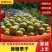 四川蜂糖李子苗，包成活包挂果，免费提供技术送授粉树生根剂