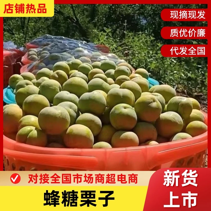 四川蜂糖李子苗，包成活包挂果，免费提供技术送授粉树生根剂