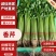 山东产地直销新鲜健康
