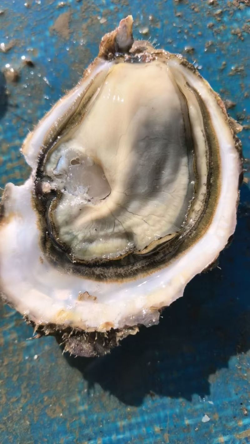 三倍体生蚝