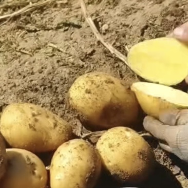 土豆上市沃土