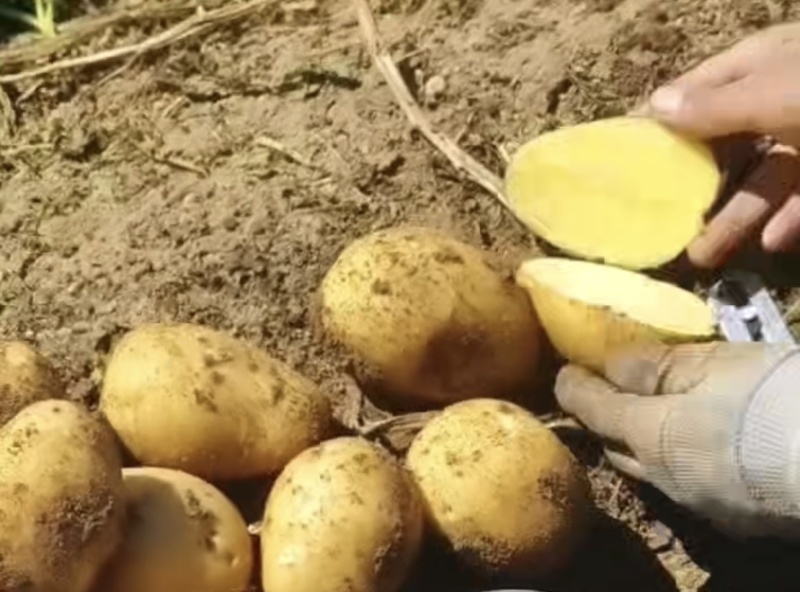 土豆上市沃土