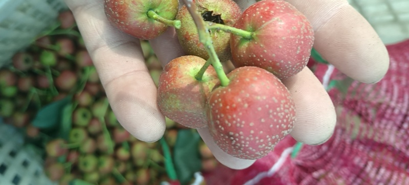 大金星打浆果