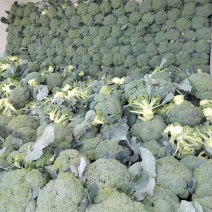 精品，散花，西蓝花保质保量产地直发一手货源可供商超