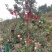 静宁晚熟红富士苹果