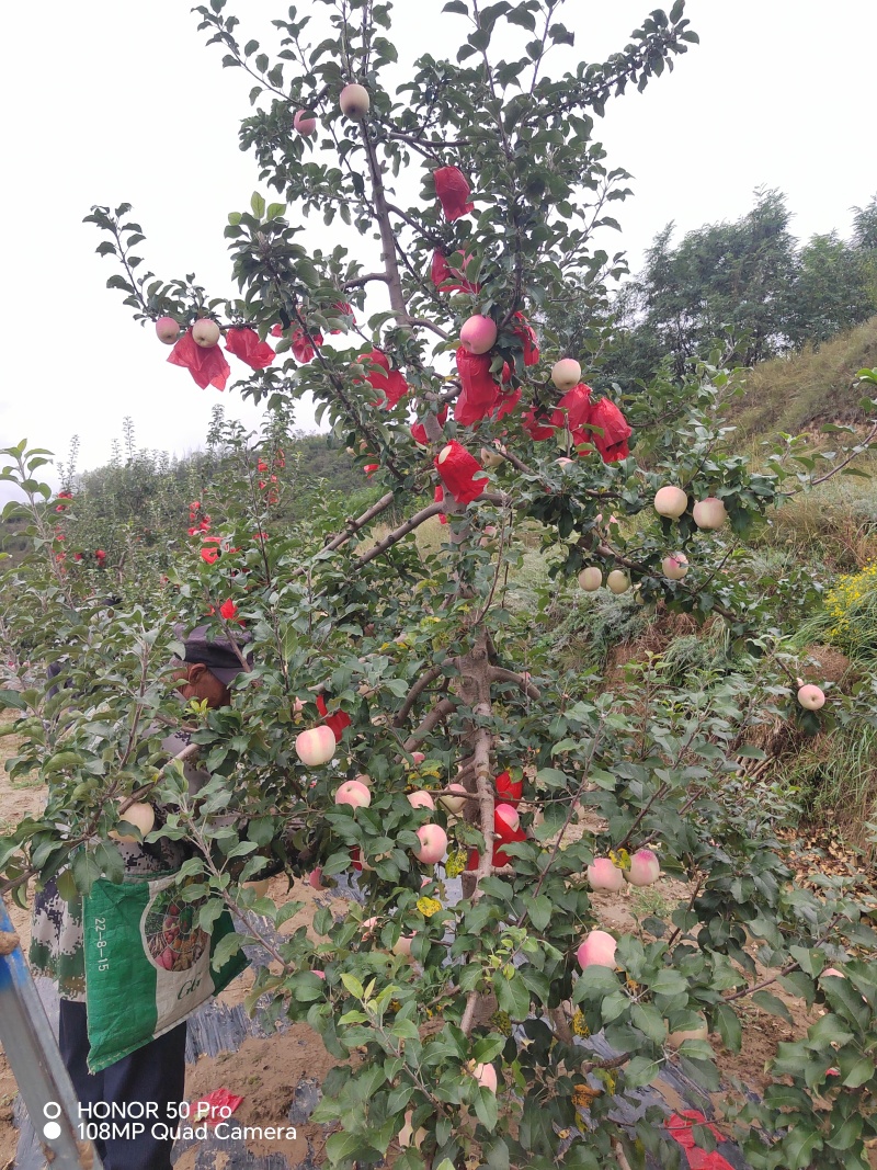 静宁晚熟红富士苹果