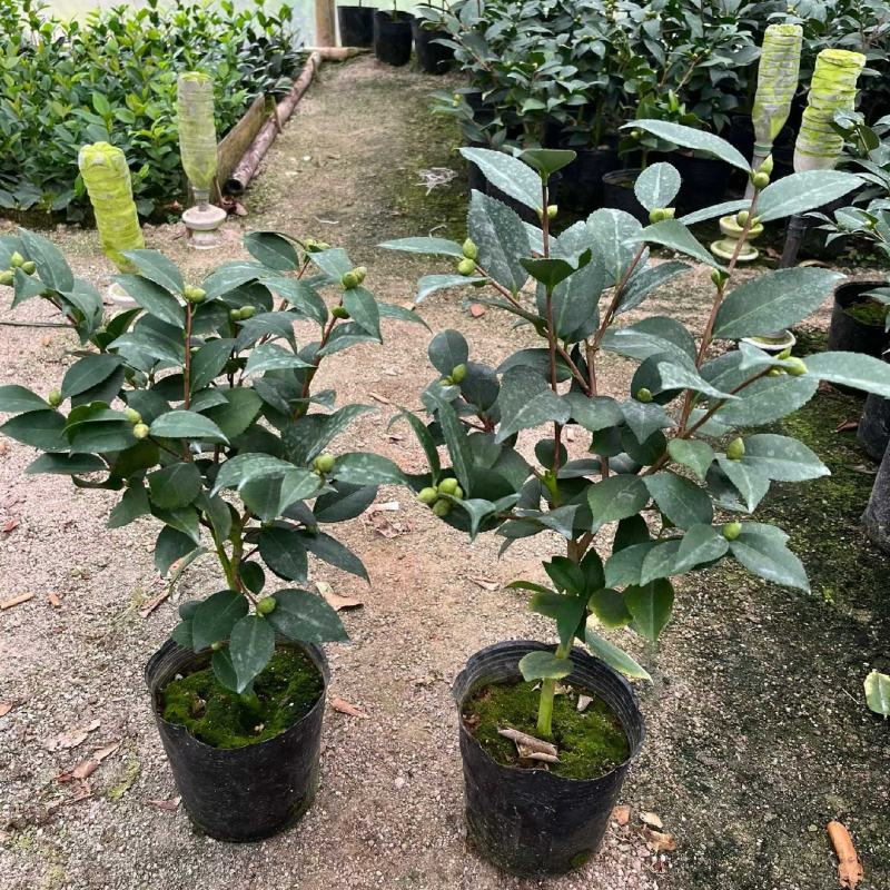 香妃茶花(带香味)茶花年宵花浓香型室内外绿植
