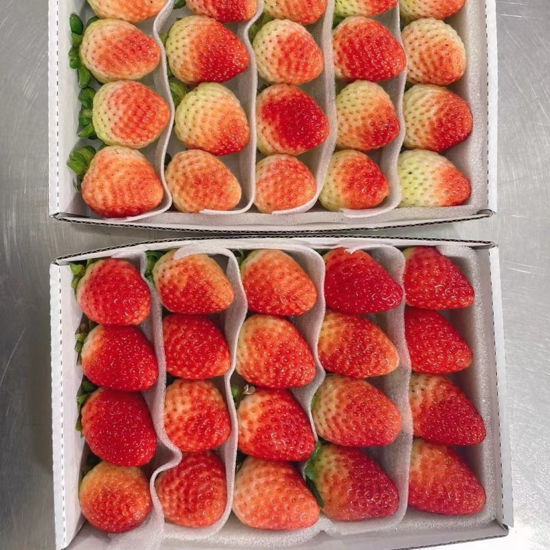 云南夏季商用草莓