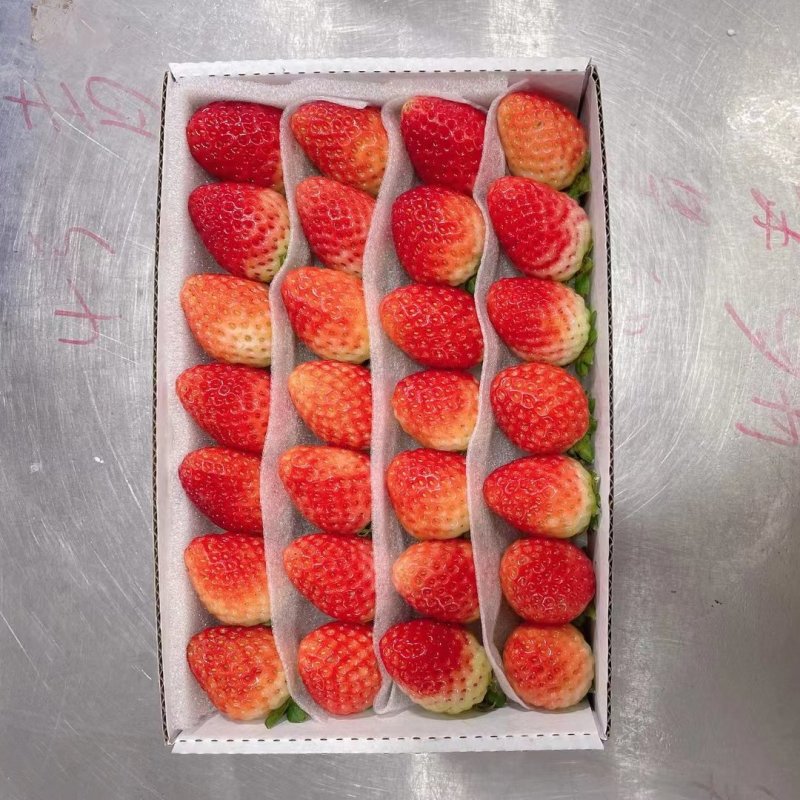 云南夏季商用草莓