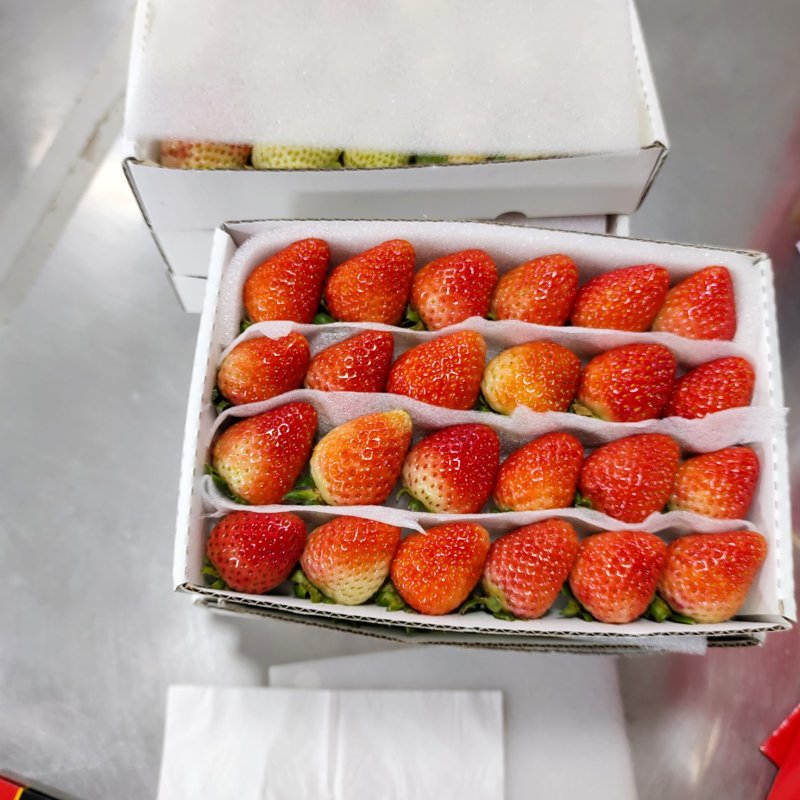 云南夏季商用草莓