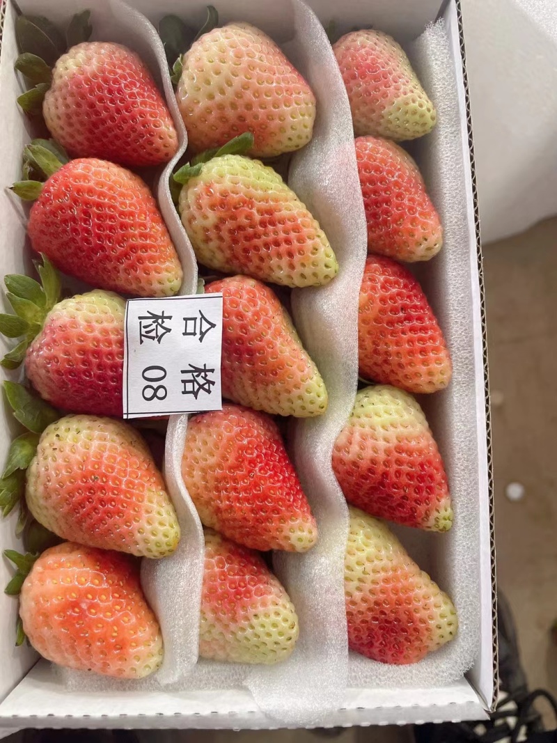 云南夏季商用草莓