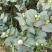 香妃茶花(带香味)茶花年宵花浓香型室内外绿植