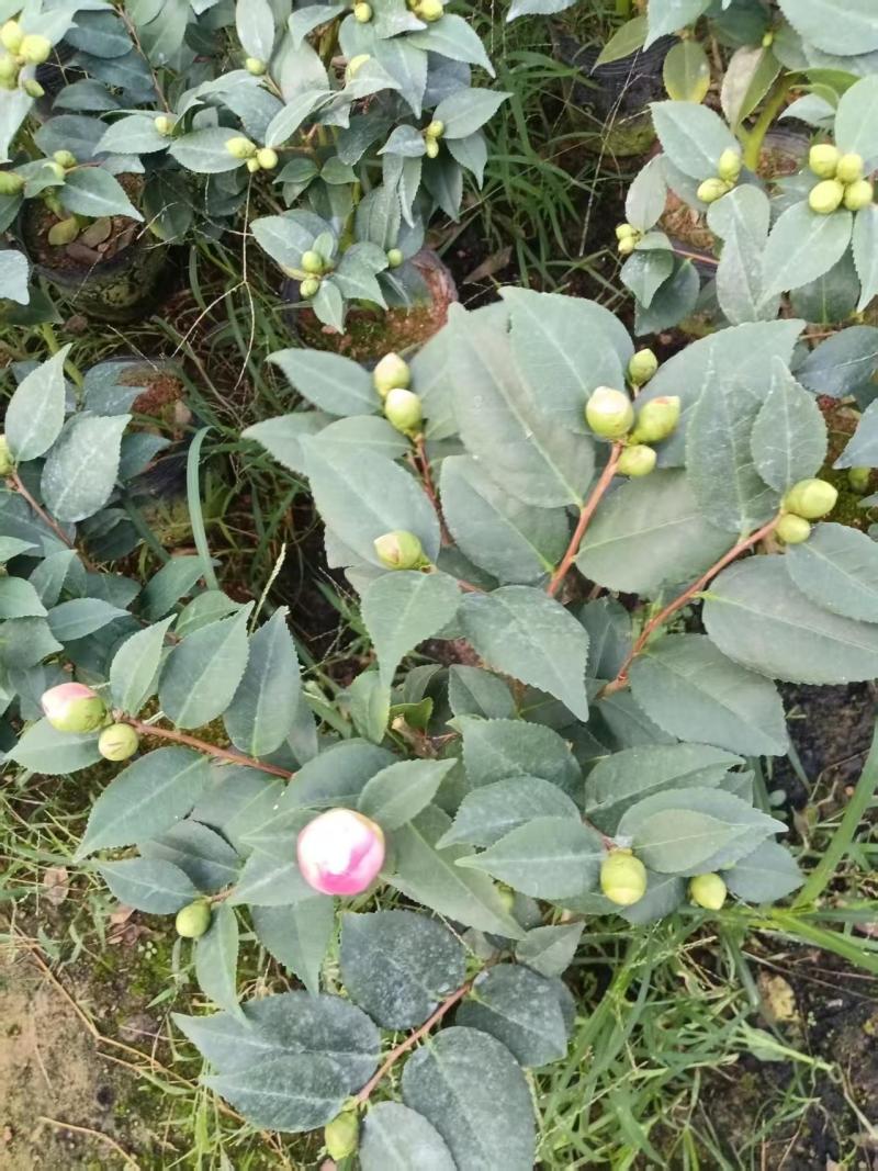 香妃茶花(带香味)茶花年宵花浓香型室内外绿植