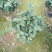 香妃茶花(带香味)茶花年宵花浓香型室内外绿植