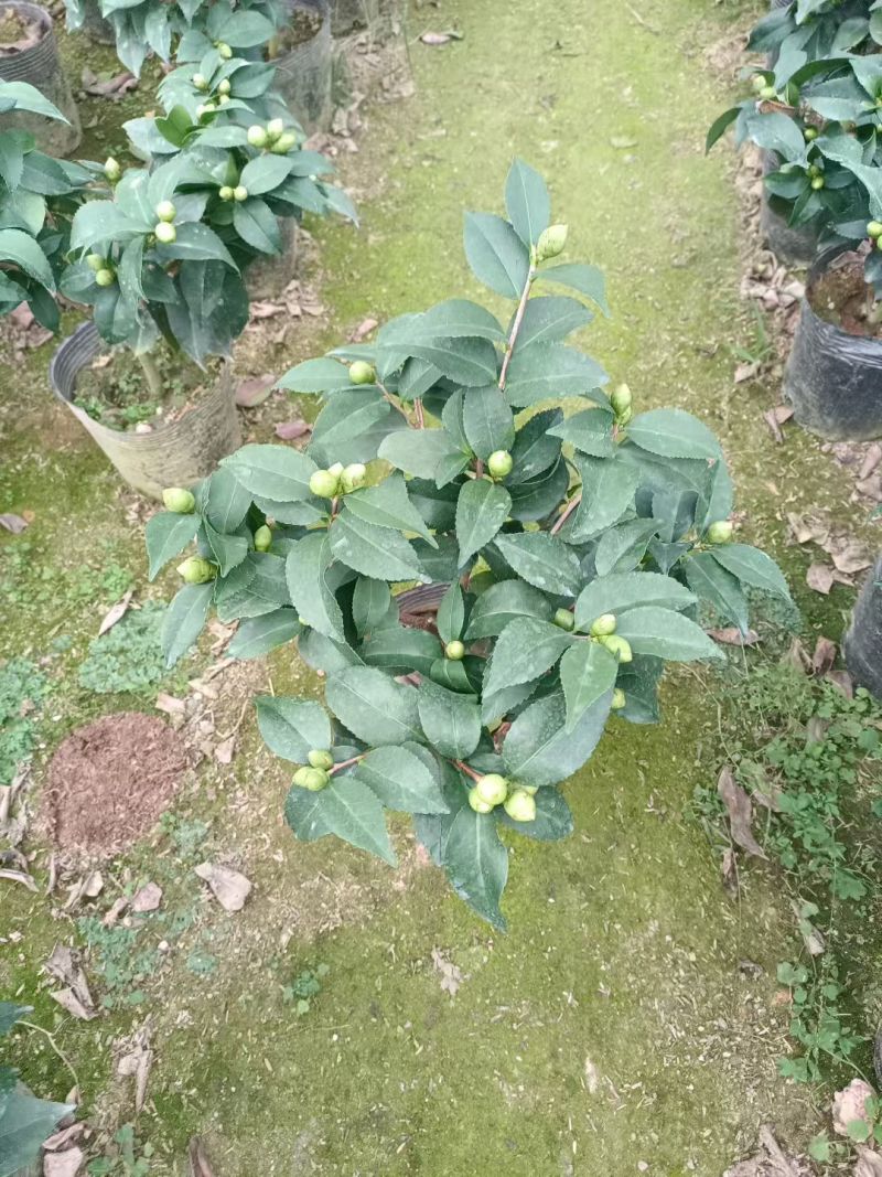 香妃茶花(带香味)茶花年宵花浓香型室内外绿植