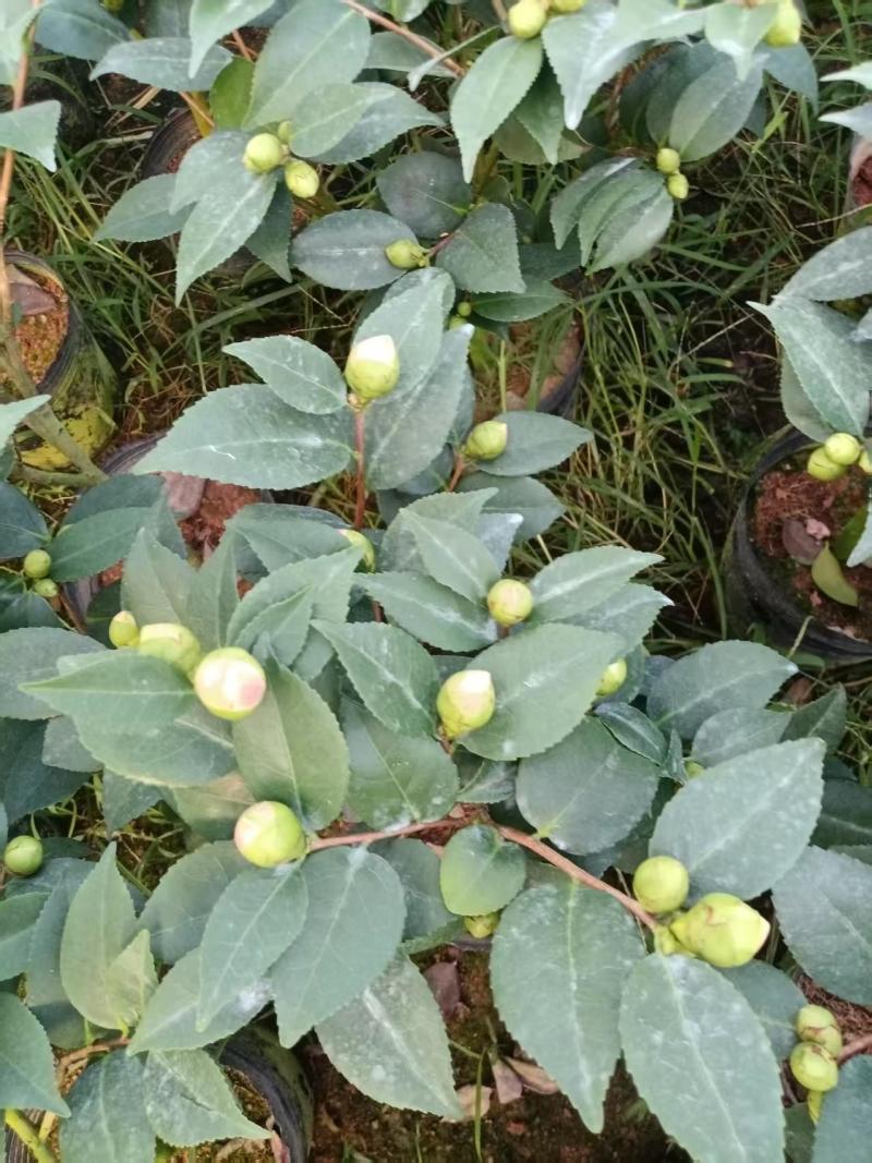 香妃茶花(带香味)茶花年宵花浓香型室内外绿植