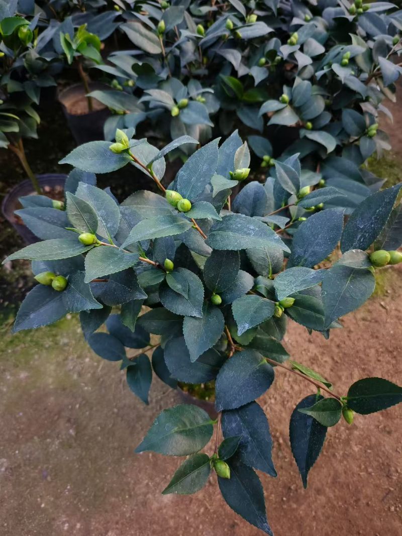 香妃茶花(带香味)茶花年宵花浓香型室内外绿植