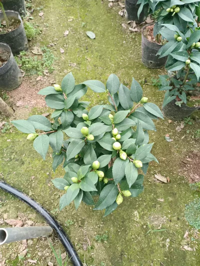 香妃茶花(带香味)茶花年宵花浓香型室内外绿植