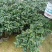 香妃茶花(带香味)茶花年宵花浓香型室内外绿植