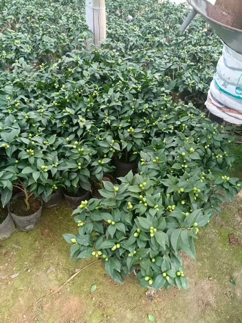 香妃茶花(带香味)茶花年宵花浓香型室内外绿植