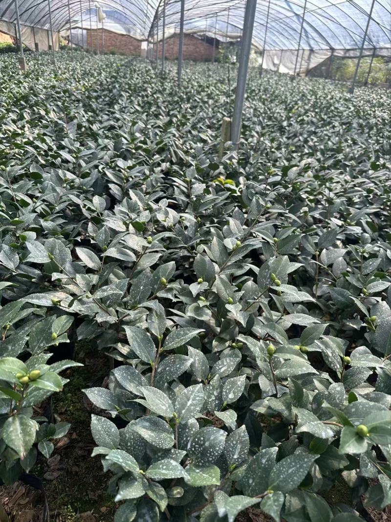 香妃茶花(带香味)茶花年宵花浓香型室内外绿植
