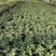 香妃茶花(带香味)茶花年宵花浓香型室内外绿植