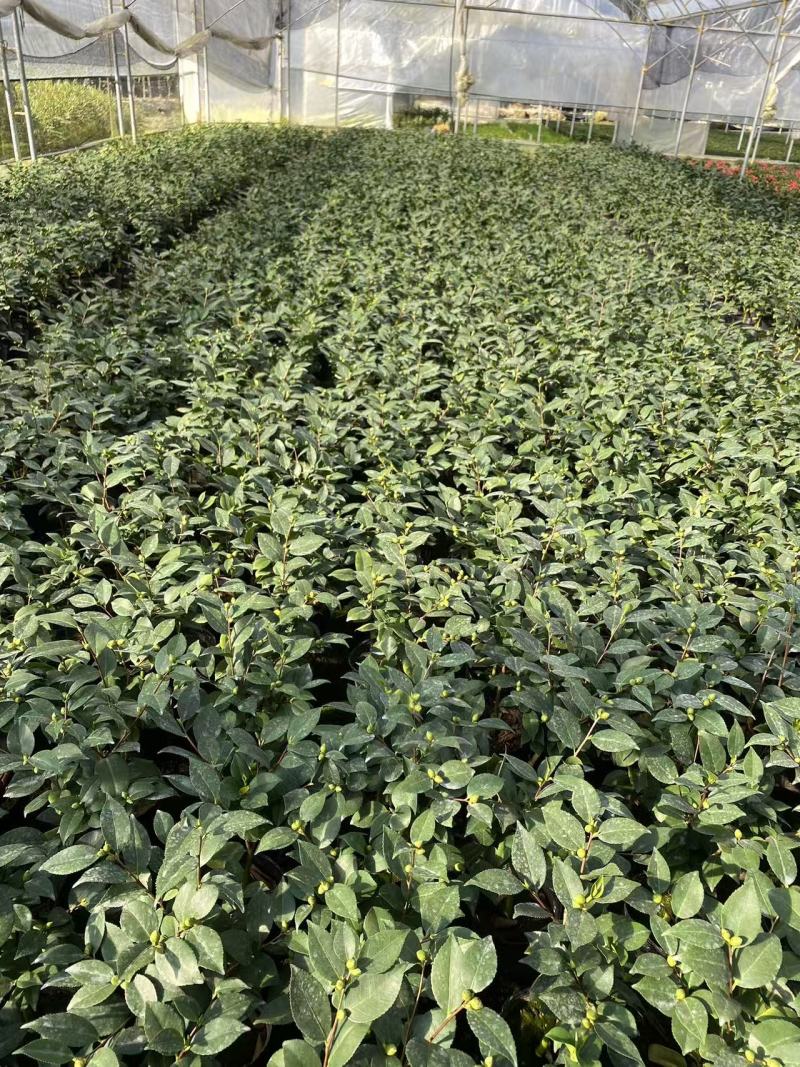 香妃茶花(带香味)茶花年宵花浓香型室内外绿植